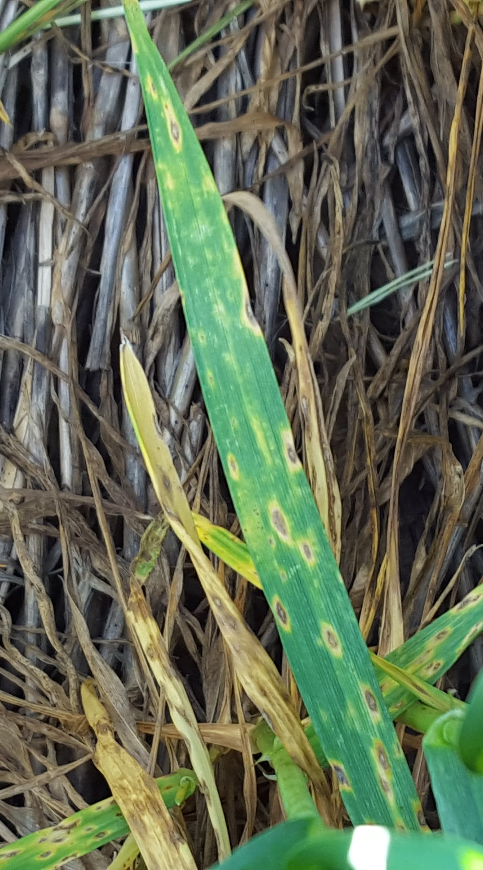 A cloe-up of grass with spots.