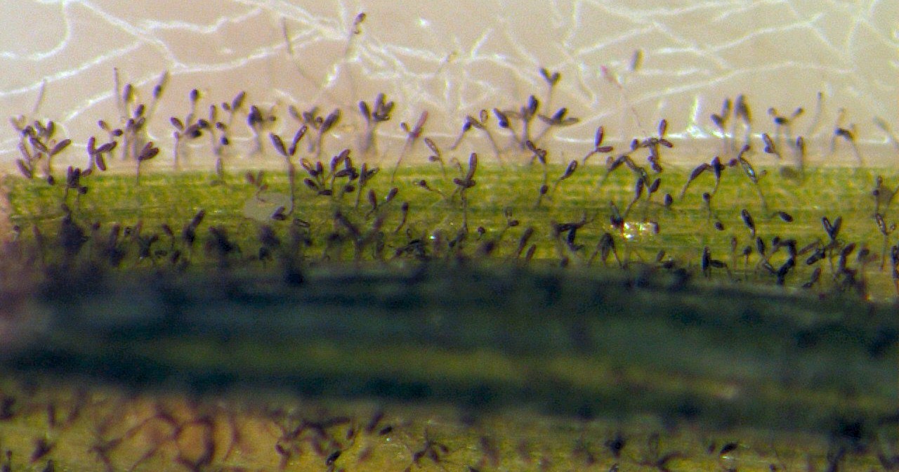 A microscopic view of a leaf that has spot blotch.