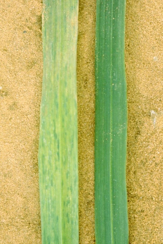 Leaves laying in sand.