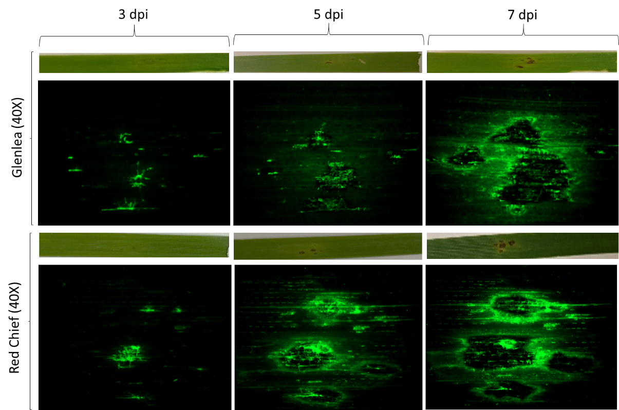 Colonization and infection of susceptible (Glenlea) and resistant (Red Chief) wheat differential cultivar leaves 