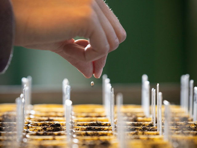 A hand planting seeds. A hand planting seeds.