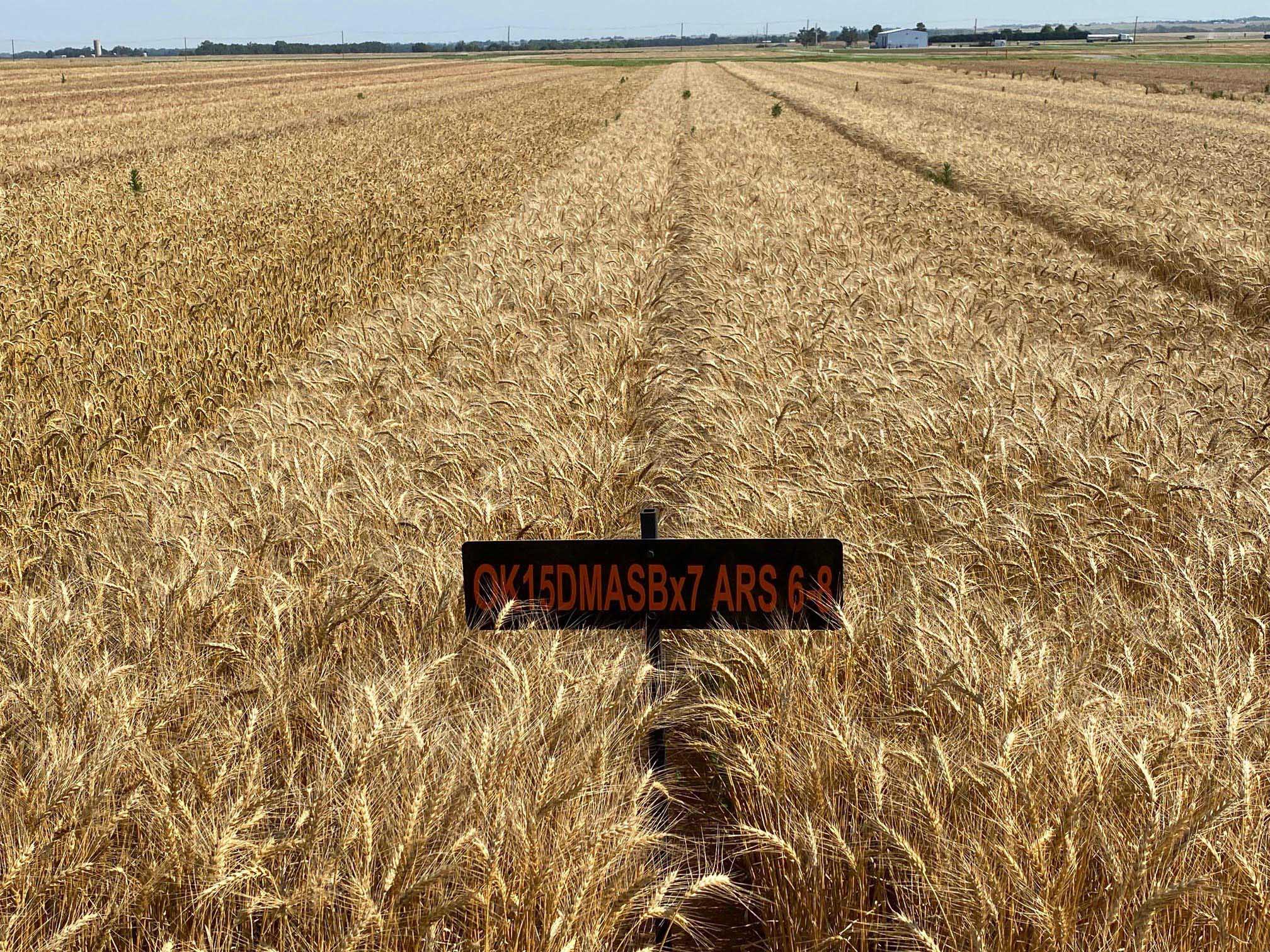 One of three candidate varieties featuring exceptionally high mixing tolerance and dough strength.