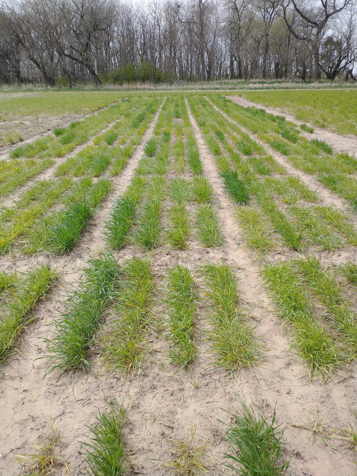 A partially grown field of wheat.