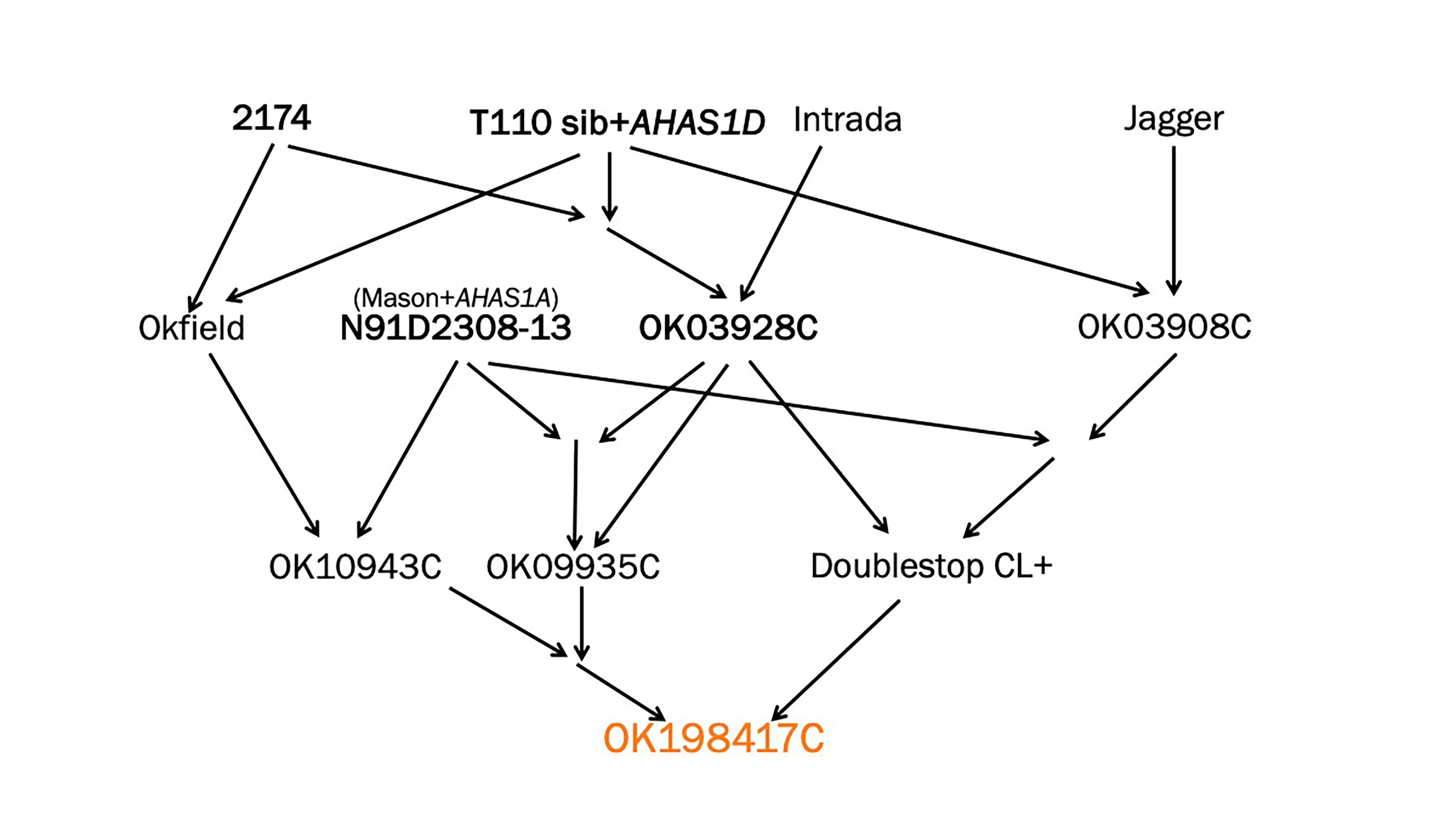A genealogy of OK198417C.