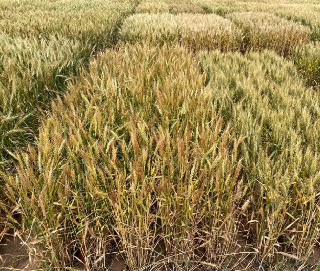 Sqaures of dried wheat.