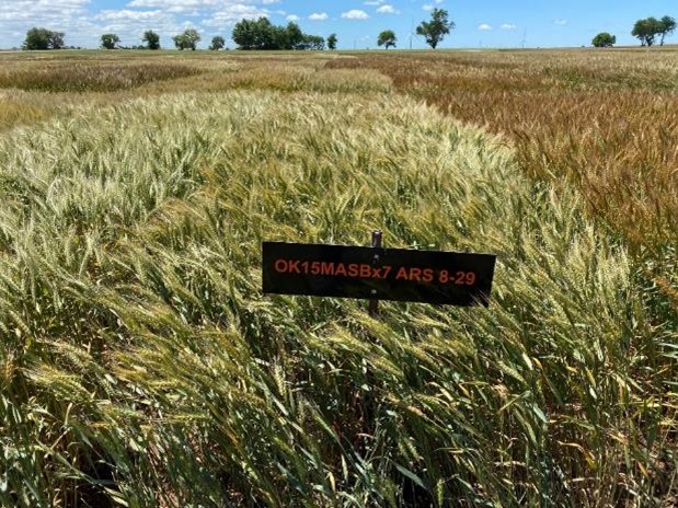 Dry wheat with a sign that reads, 